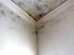 Shenandoah, LA Mold Removal & Remediation Company